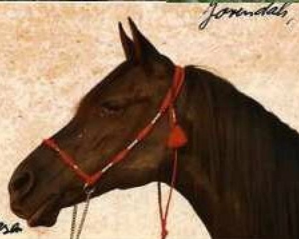 broodmare Jorindah ox (Arabian purebred,  , from Kassam ox)