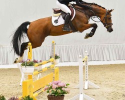 jumper Baliya (Hanoverian, 2017, from Balou du Rouet)