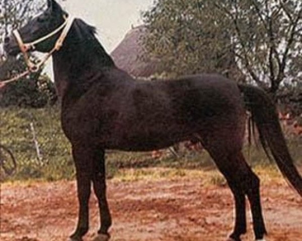 stallion Bibars ox (Arabian purebred, 1957, from Witraz 1938 ox)