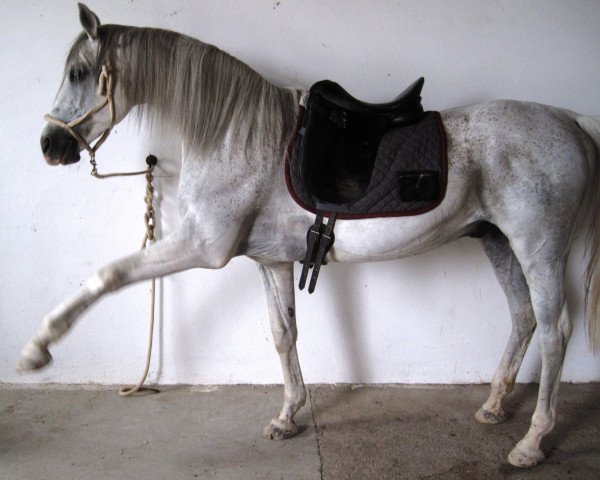 Pferd Impact 2 (Anglo-Araber, 1991, von Veryimportantes)