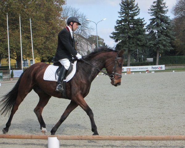 horse Széltáncos (Hungarian Warmblood, 2009, from Stakkato Gold)
