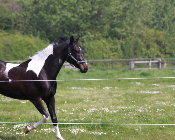 jumper Chessman (Zweibrücken, 2000, from Cuba)