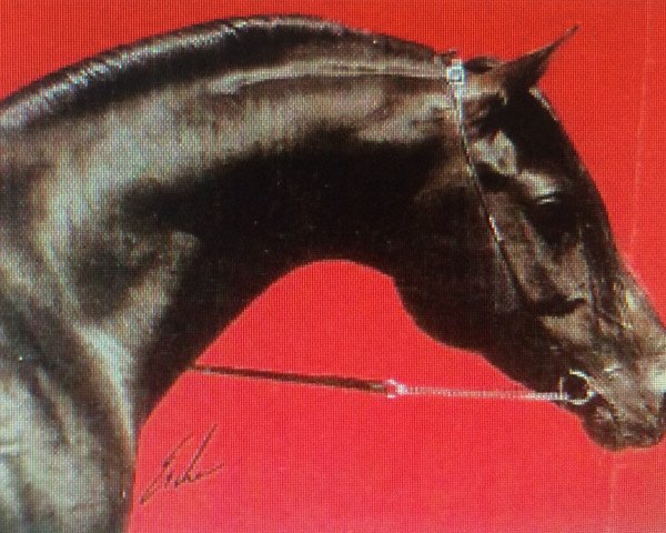 stallion Assuan El Ifrith ox (Arabian purebred, 1982, from El Aswad 1974 EAO)