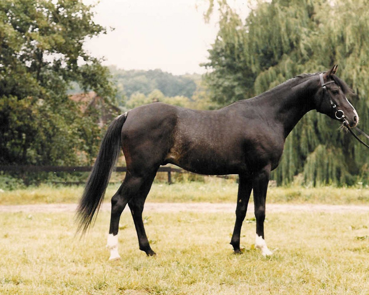 stallion El Iblis ox (Arabian purebred, 1980, from Ibn Galal 1966 EAO)
