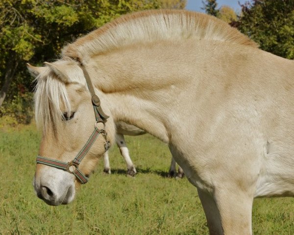 horse Kayuse (Fjord Horse, 2009, from Kelvin)
