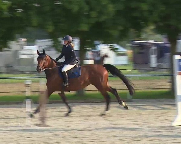 Reitturnier Rot am See – Musdorf 2021