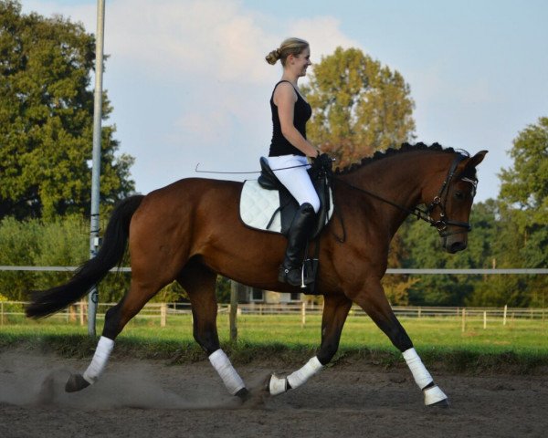 broodmare Sky of Cologne (Westphalian, 2010, from Son of Cologne)