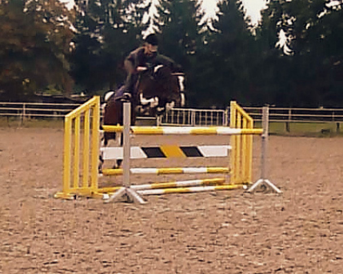 Springhest Charming-boy 2 (Tysk ridehest, 2004, fra Chagallo's Charming Boy)