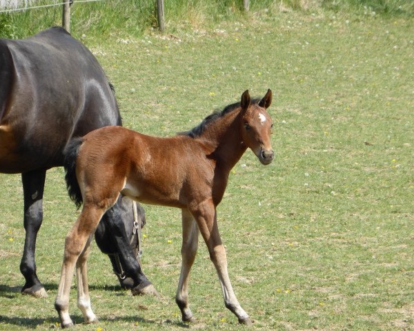 Springpferd Venus van Vigo (Oldenburger, 2014, von Valeron)