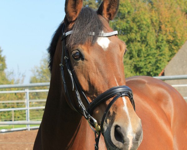 Springpferd First Lady 234 (Westfale, 2005, von Florentino)