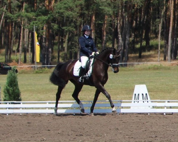 dressage horse Alive S (German Sport Horse, 2009, from Aljano) dressage horse Alive S (German Sport Horse, 2009, from Aljano)