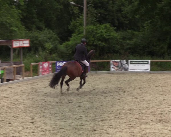 Reitturnier Kropp 2021