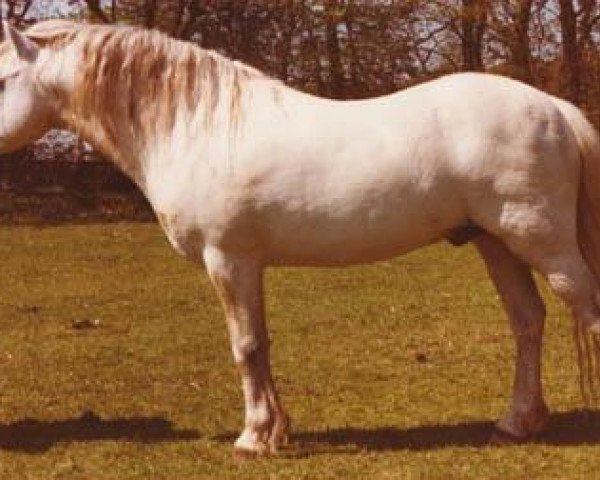 horse Coed Coch Nero (Welsh mountain pony (SEK.A), 1968, from Coed Coch Saled) horse Coed Coch Nero (Welsh mountain pony (SEK.A), 1968, from Coed Coch Saled)