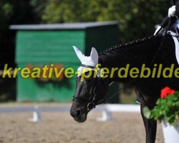 dressage horse Waldfee 536 (Zweibrücken, 1995, from Wildfire)