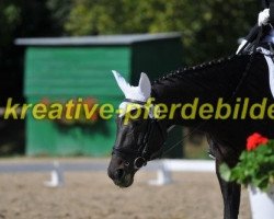 dressage horse Waldfee 536 (Zweibrücken, 1995, from Wildfire)