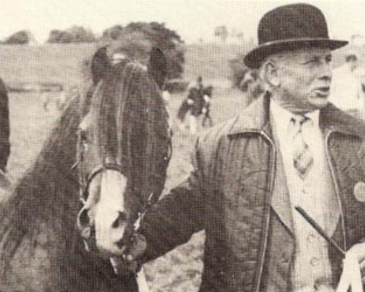 stallion Coed Coch Saled (Welsh mountain pony (SEK.A), 1963, from Coed Coch Salsbri)