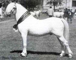 stallion Coed Coch Norman (Welsh mountain pony (SEK.A), 1968, from Coed Coch Shon)