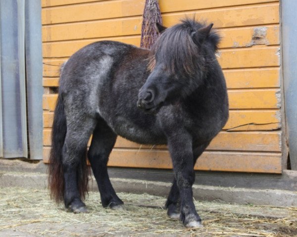 broodmare Fumaria van Stal Zulichum (Shetland Pony, 2012, from Zorro van het Kruuthuus)