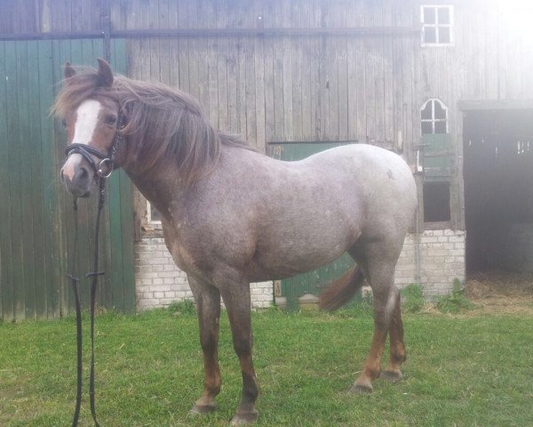 Zuchtstute Palucca (Deutsches Reitpony, 1999, von Park's Taron)