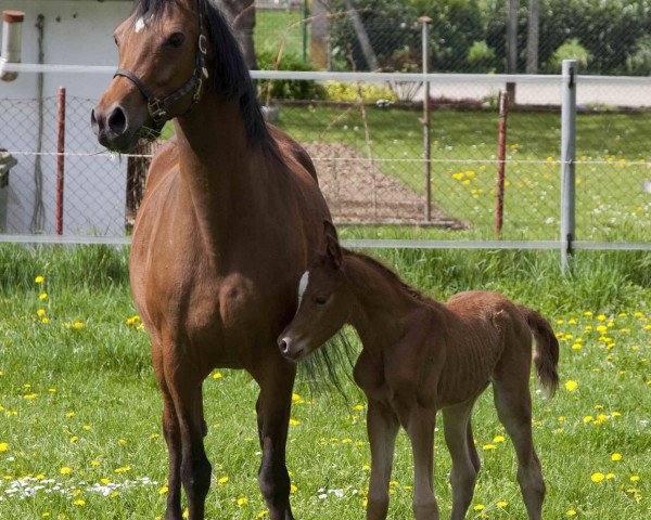 broodmare Platina ox (Arabian purebred, 2001, from Padishakh 1996 ox)