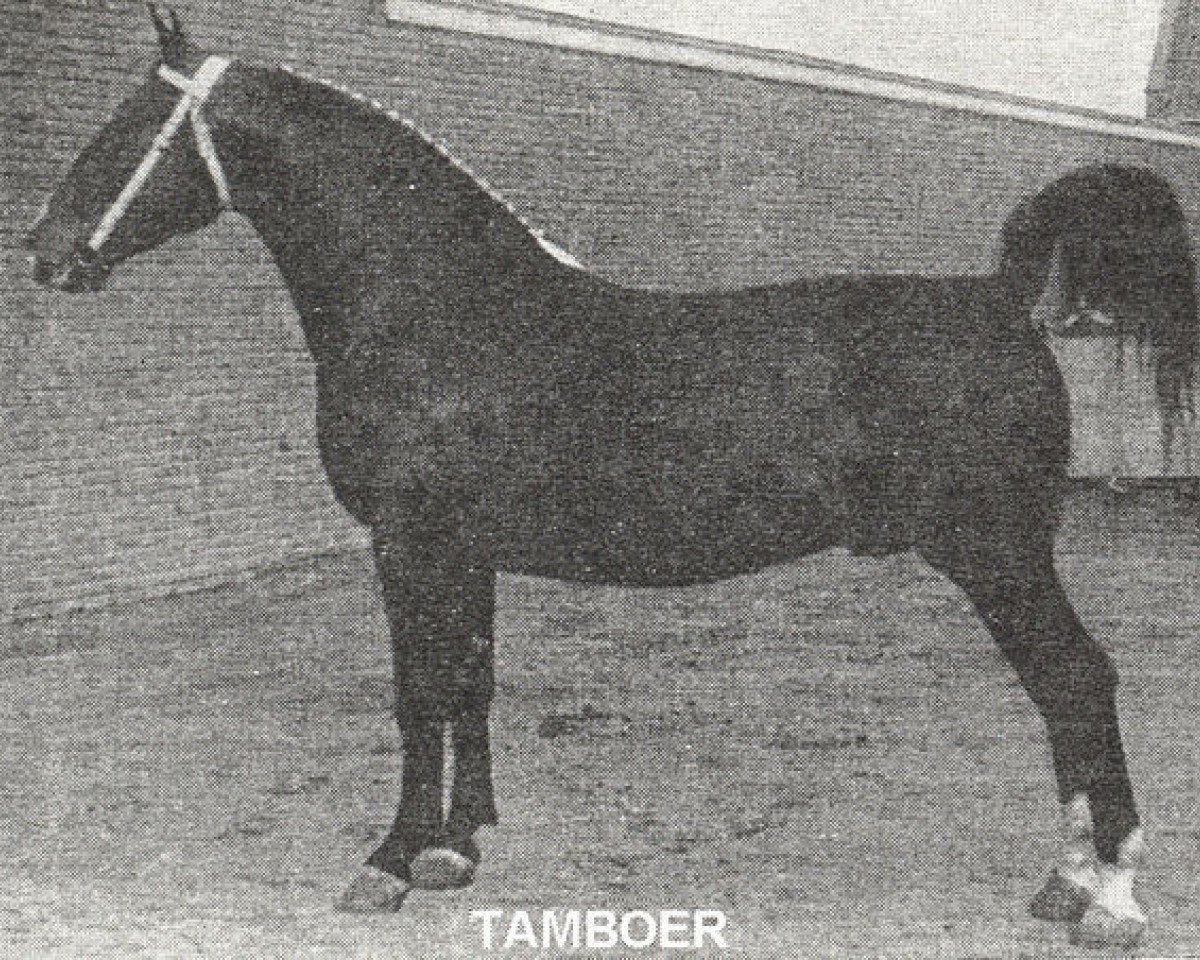 stallion Tamboer (Gelderland, 1954, from Oregon)