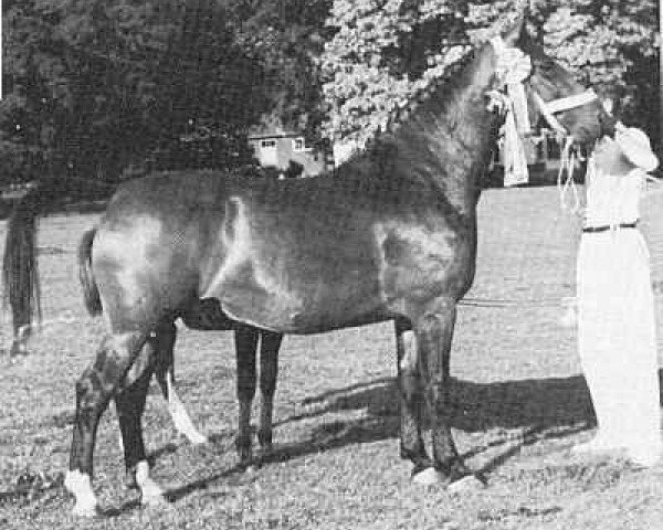 broodmare Iris van Wittenstein (Gelderland, 1944, from Caesar)