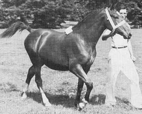 broodmare Narcis van Wittenstein (Gelderland, 1949, from L'Invasion AN)