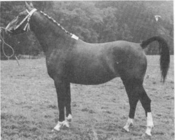 broodmare Esdoorn (Gelderland, 1963, from Alex)