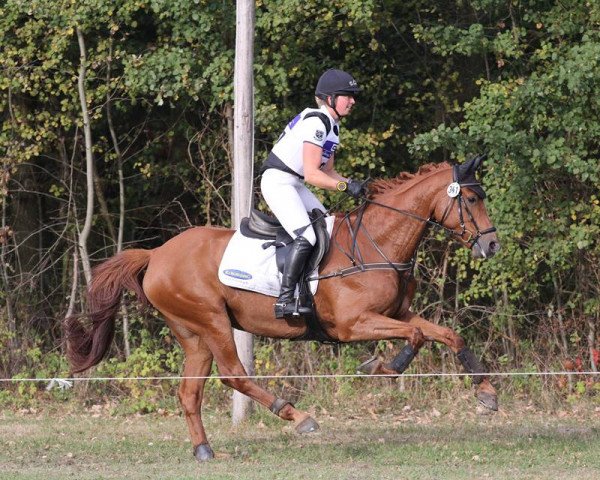 broodmare Vaya Condia (Hanoverian, 2008, from Valentino)