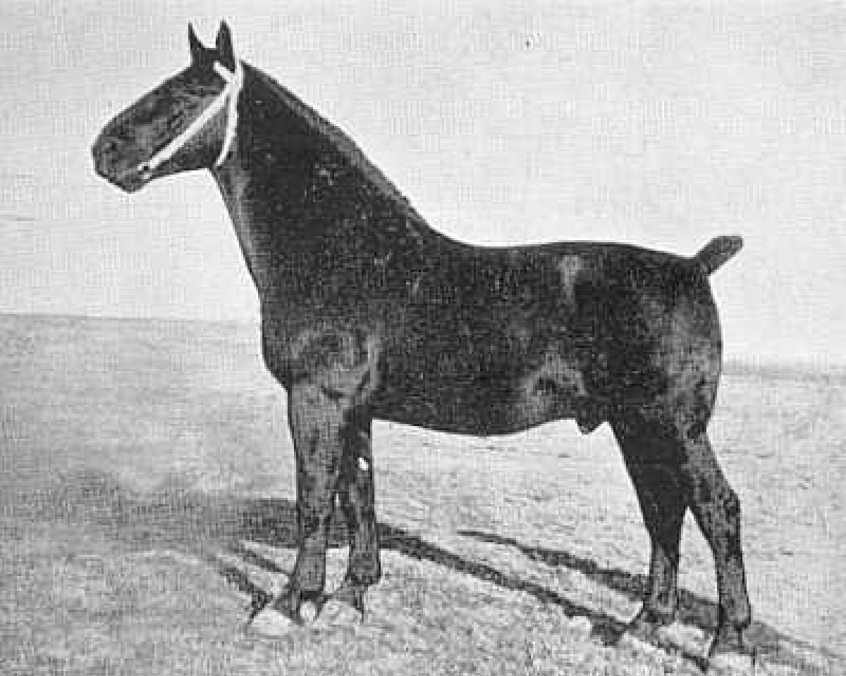 Semental Akino (Groninger, 1936, de Gambo II)