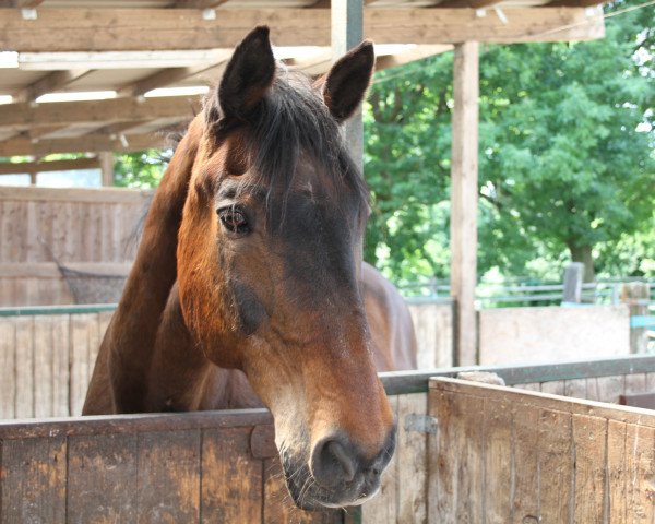 horse Royal Rex (Westphalian, 1988, from Rodney) horse Royal Rex (Westphalian, 1988, from Rodney)
