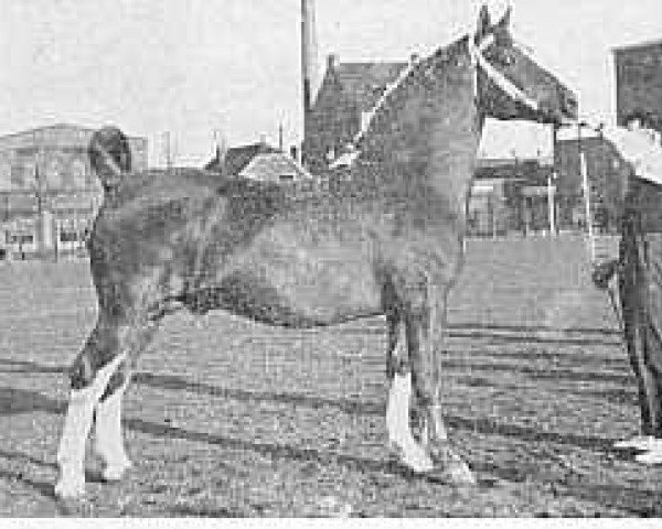 stallion Kozak (Gelderland, 1946, from Amburg)