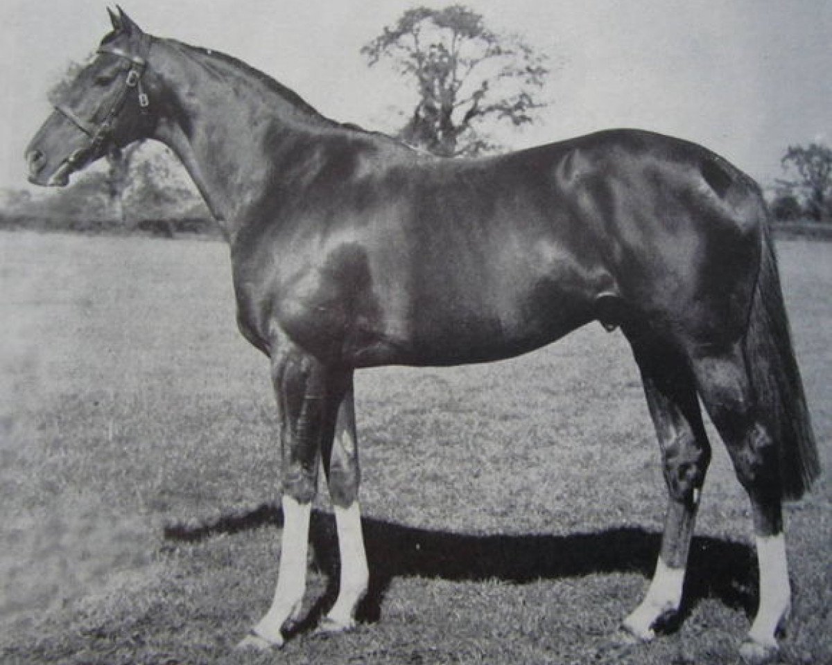 stallion High Hat xx (Thoroughbred, 1957, from Hyperion xx)