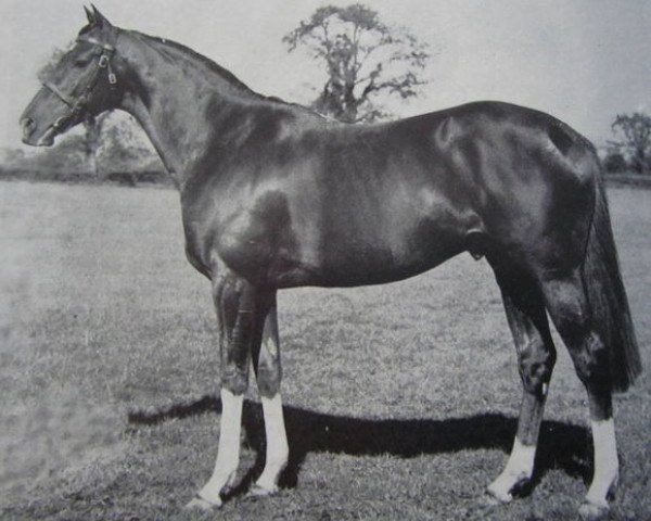 stallion High Hat xx (Thoroughbred, 1957, from Hyperion xx)