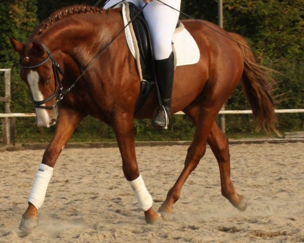 horse Figaro (Westphalian, 2011, from Fürst Piccolo)