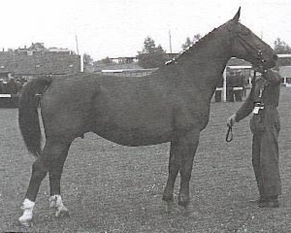Zuchtstute Gerri (KWPN (Niederländisches Warmblut), 1946, von Godin II)