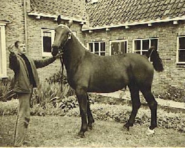 broodmare Mammalou (KWPN (Royal Dutch Sporthorse), 1961, from Camillus) broodmare Mammalou (KWPN (Royal Dutch Sporthorse), 1961, from Camillus)