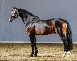 dressage horse Der kleine Prinz (German Riding Pony, 2011, from Puccini)