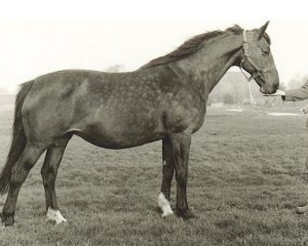 broodmare Morgenster (KWPN (Royal Dutch Sporthorse), 1971, from Marco Polo) broodmare Morgenster (KWPN (Royal Dutch Sporthorse), 1971, from Marco Polo)