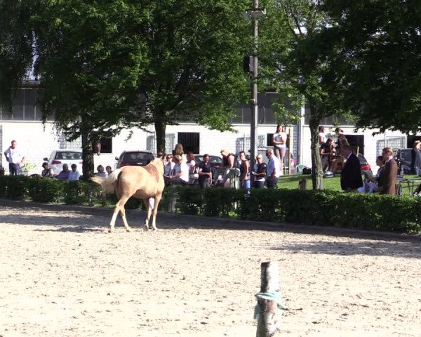 Reitturnier Olfen-Vinnum 2021