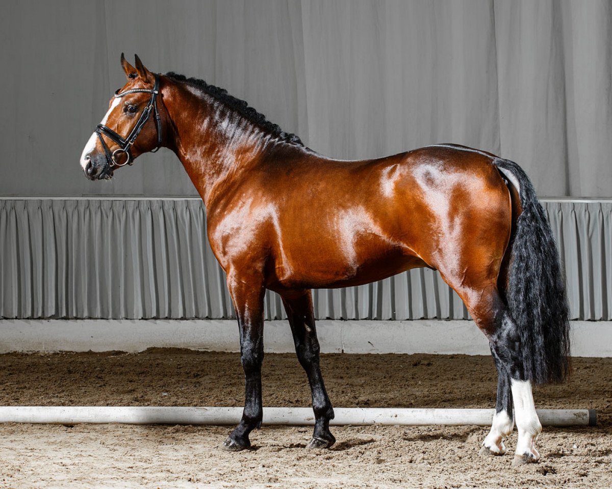 Deckhengst Bob Beamon HS (Deutsches Reitpony, 2011, von Burlington S)