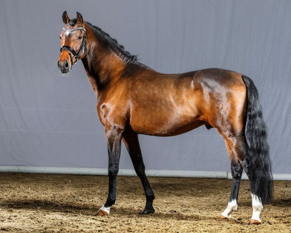stallion Nobody is perfect (German Riding Pony, 2011, from Nemax)