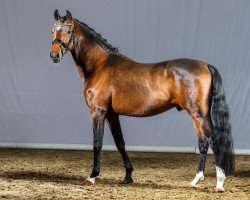stallion Nobody is perfect (German Riding Pony, 2011, from Nemax)