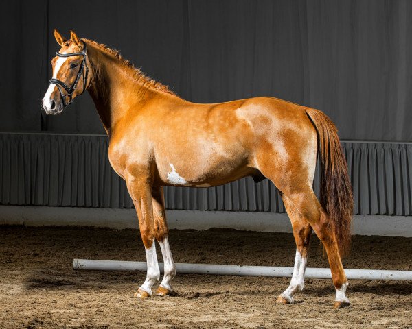 Dressurpferd Dun Dance G (Deutsches Reitpony, 2012, von Hilkens Dance Forever)