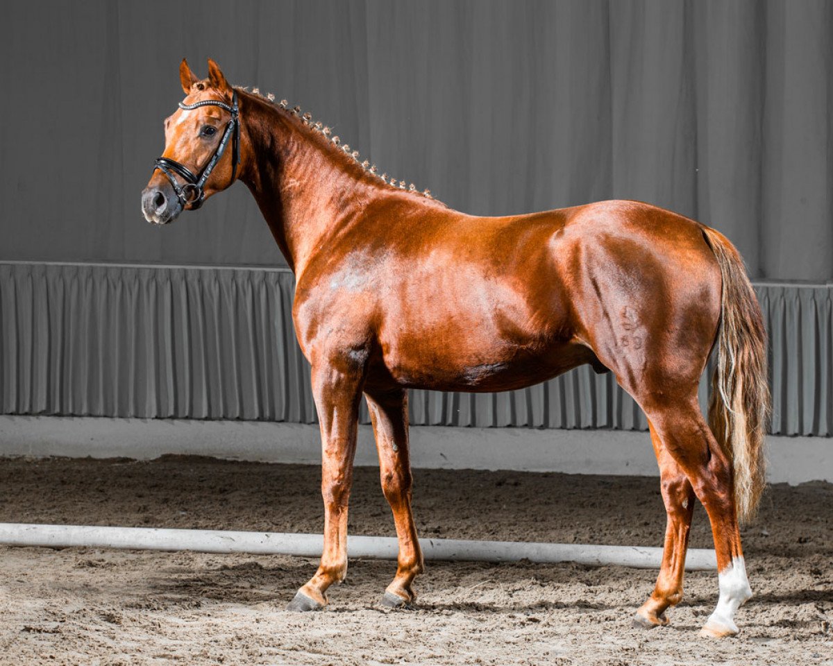 Deckhengst Friedrichshof Daily Gun (Deutsches Reitpony, 2012, von Friedrichshof Dr. No)