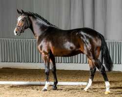 dressage horse Hot Chocolate (German Riding Pony, 2012, from MPS Hugo Boss WE)