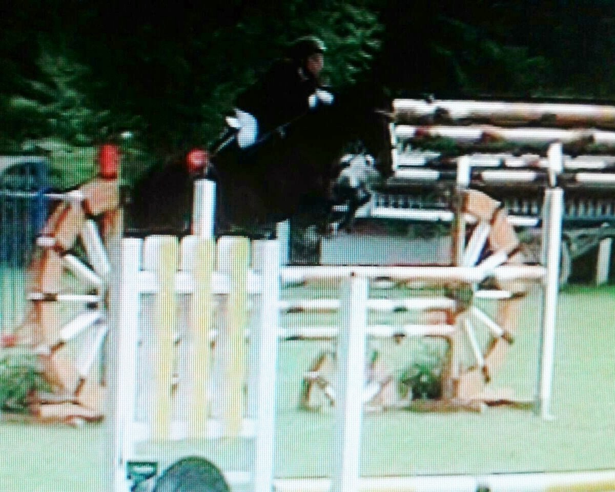 Springpferd Monaco's Chet Man (Deutsches Reitpony, 2001, von Maestro)