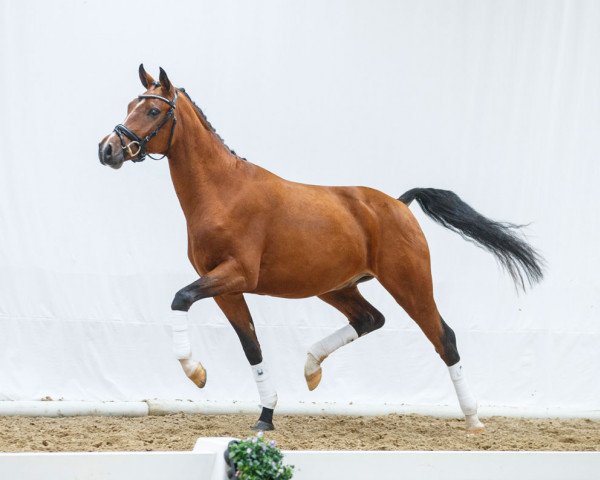 Dressurpferd Nee M"xchen (Deutsches Reitpony, 2012, von Nemax)