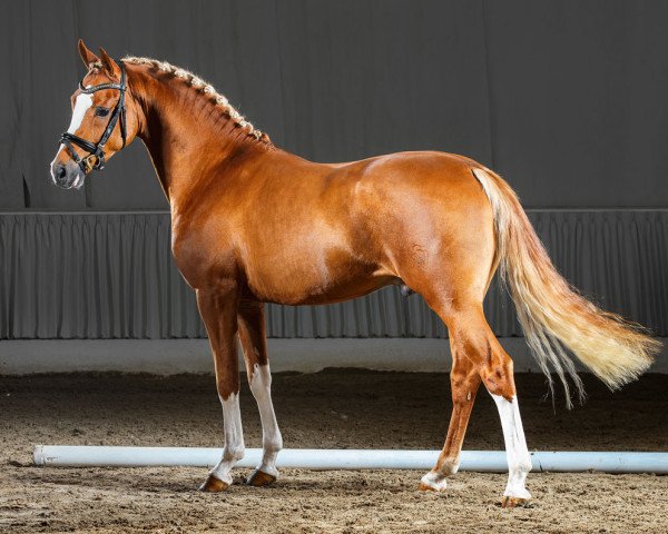 Dressurpferd Cassius Cezar (Deutsches Reitpony, 2012, von Cezar Obolensky)