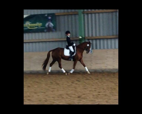 broodmare Gabia La Grande L (German Riding Pony, 2003, from Dressman)